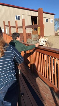 students feed giraffe at animal adventure