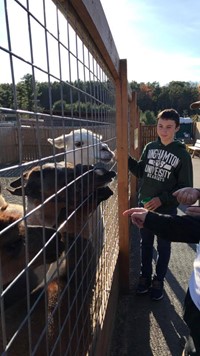 students feed alpacas