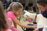 girl listens to goats heart using stethescope