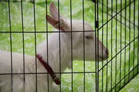 goat smiles in play pen