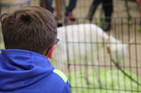 boy watching goat in pen