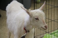 goats face