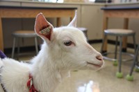goat face up close