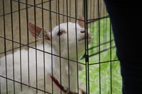 goat looking up in gate