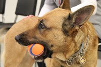 k 9 trooper with ball
