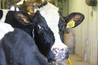 closer up shot of cow looking at camera