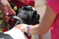 close up of student petting calf