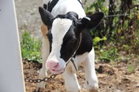 close up of calf.