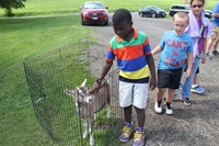 boy pets goat in pen