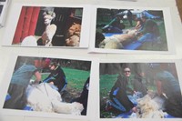 pictures of alpacas from mckinneys alpaca farm