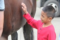 boy petting tiger the horse