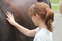 girl pets tiger the horse