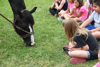 students watch tiger the horse eat grass