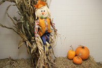 scarecrow and pumpkins