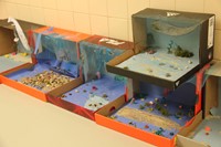 completed ocean habitat shoeboxes