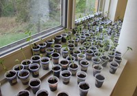 green bean plants in window sill