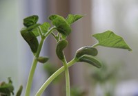 up close of green bean seeds growing