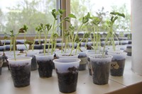 close shot of green bean plants