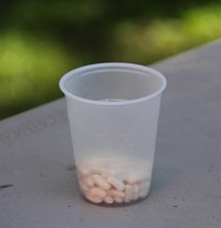green bean seeds in cup