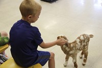 student petting goat 7