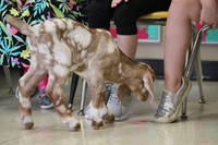 goat looking at shoe