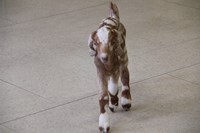 up close of goat walking towards camera