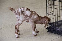 up close of goat chewing on cage