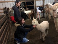 students with alpacas