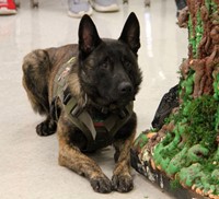 search and rescue dog laying down