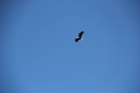 bald eagle flying in air