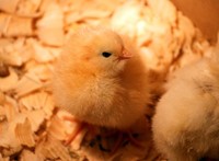 close up of chick