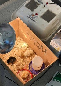 chicks in incubator